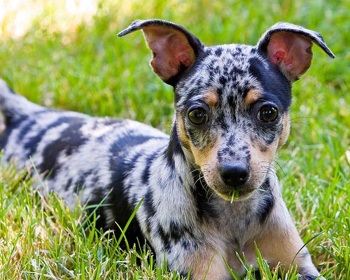 Scrumptious cooling: ice cream for canine