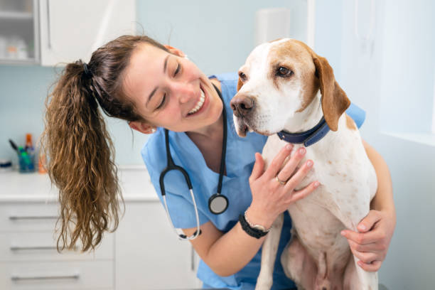 Personality traits you will need to become a veterinarian
