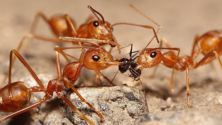 How Ants Pest Regulate  Turns A Threat?