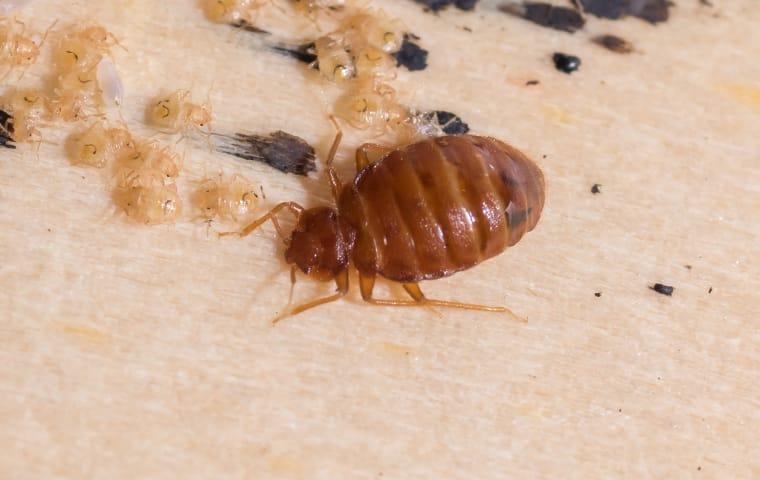 Prevent Mattress Insects From Coming into Your House