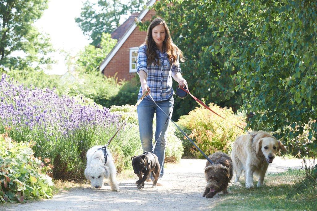 6 Simple Ways To Get More Dog Walking Clients For Business